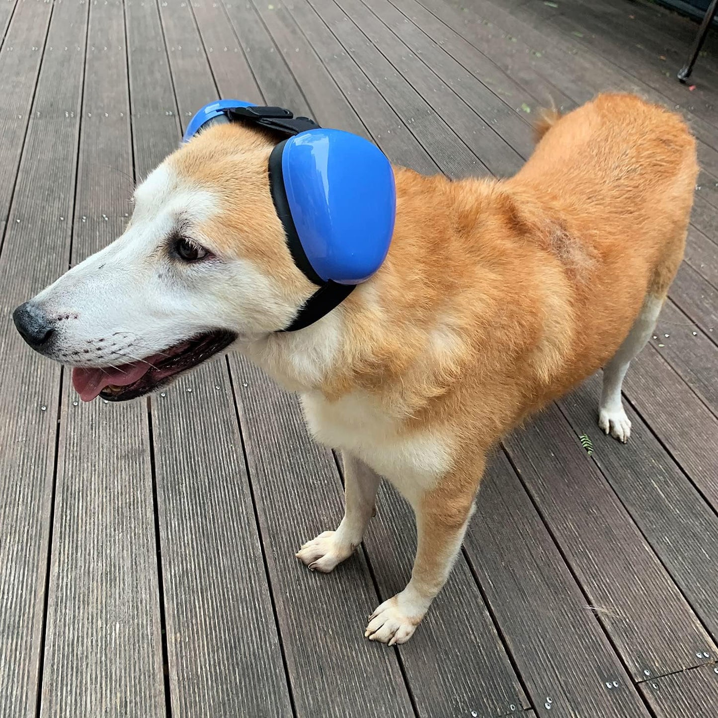 Dog Earmuffs for Hearing Protection - 29dB NRR Noise Reduction Ear Muffs (Large, Blue)